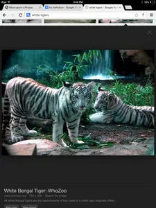 Lions or tigers Lions or tigers