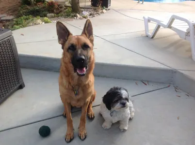 Which is a more aggressive dog? Which is a more aggressive dog?