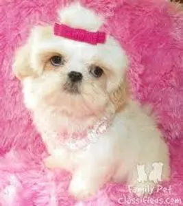 If you got a female puppy, which name would you give her?