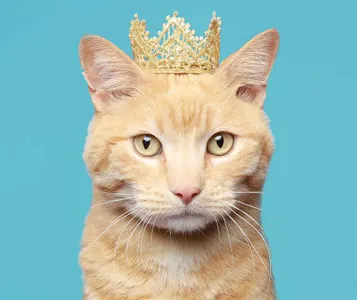 Which Cat Photo Is Cuter?