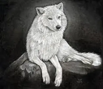 What rate (from 1 to 10) Would you give a wolf?