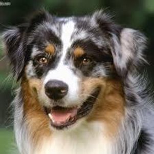What is your favourite dog name out of these? What is your favourite dog name out of these?