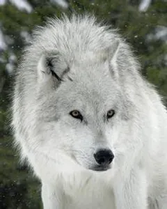 Do You Like Wolves? (3) Do You Like Wolves? (3)