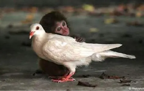 are monkeys adorable or just plain ugly!?