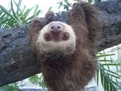 Do you like sloths? Do you like sloths?