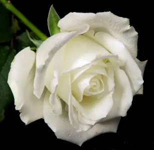 Which wedding dress is better?