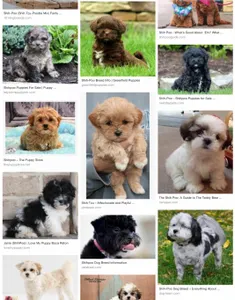 Have you ever heard of a Shihpoo?