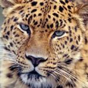 Amur-Leopard Amur-Leopard