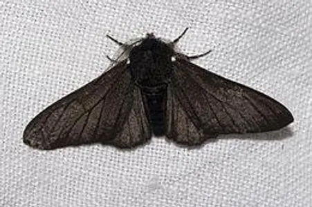 Peppered Moths Peppered Moths