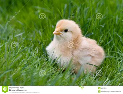 Can I make you say "aww"? Can I make you say "aww"?