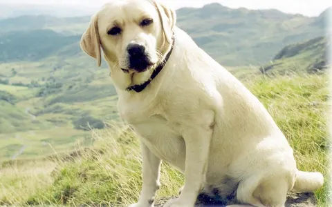 What Dog Breed Are You?
