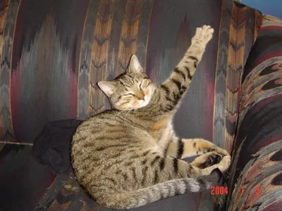 could you survive being a warrior cat? could you survive being a warrior cat?