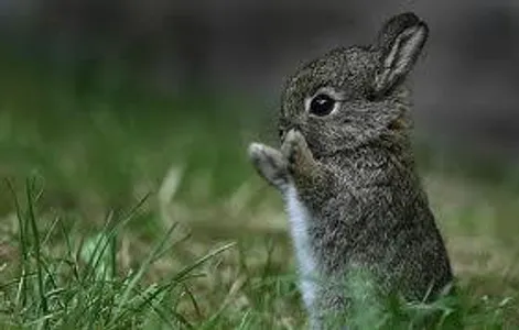 Are you an animal lover? Are you an animal lover?