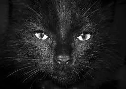Very Hard Warriors Cats Quiz! Very Hard Warriors Cats Quiz!