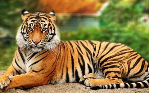 Which animal are you? (7) Which animal are you? (7)