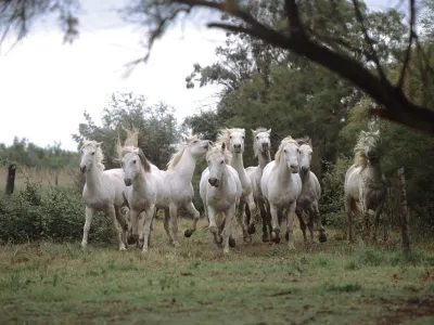 Everything Horses! Everything Horses!