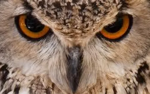 which hogwarts pet are you? which hogwarts pet are you?