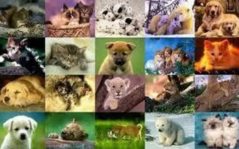 What Animal Fits Your Personality? What Animal Fits Your Personality?