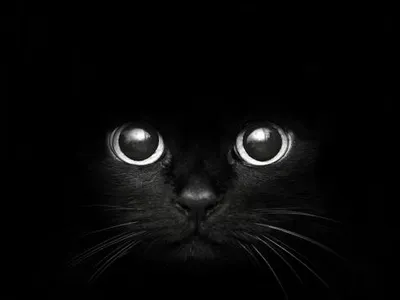 Warriors cat names part 1