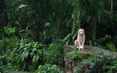 What jungle animal are you? What jungle animal are you?