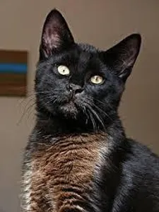 Which cat are you? Which cat are you?