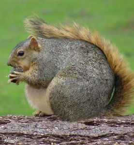Are you fat? Are you fat?