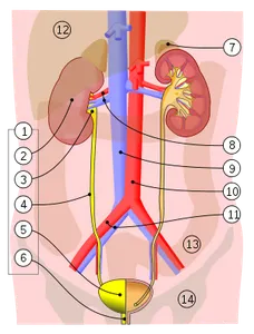Urinary System Urinary System