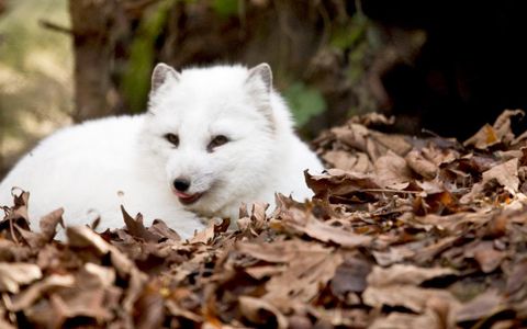 Which Animal Habitat Are You? Which Animal Habitat Are You?