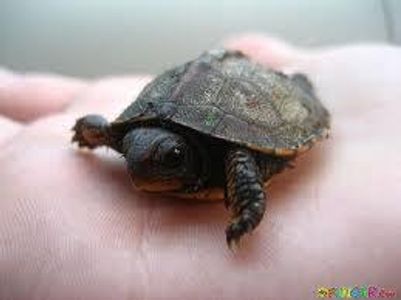 Do you know turtles? Do you know turtles?