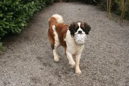 Are you ready to work with dogs? Are you ready to work with dogs?