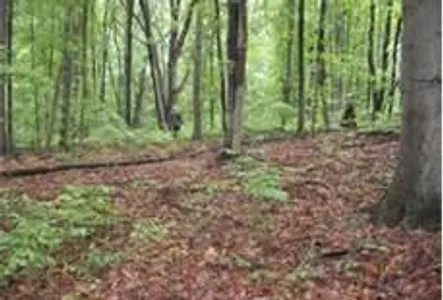 could u survive in the wild?