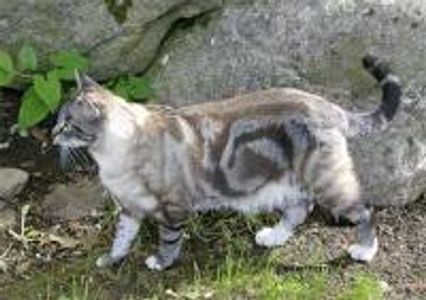 What is your warrior name? (she-cats) What is your warrior name? (she-cats)