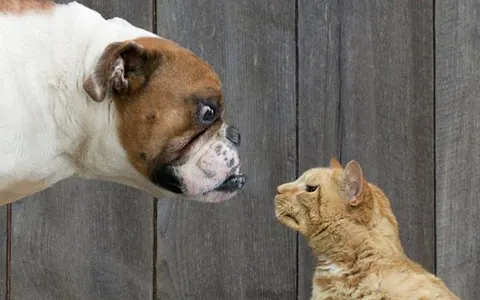 Are you a cat or a dog? (8)