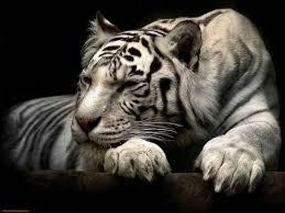 What Animal Are You (11) What Animal Are You (11)