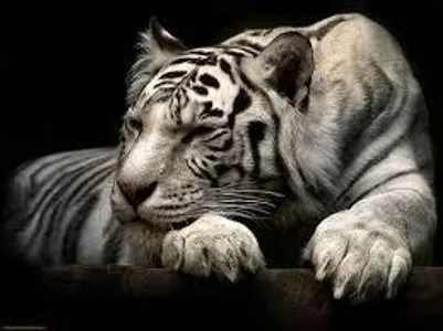What Animal Are You (11) What Animal Are You (11)