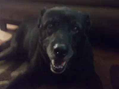 Are You A Dumb Blonde :D