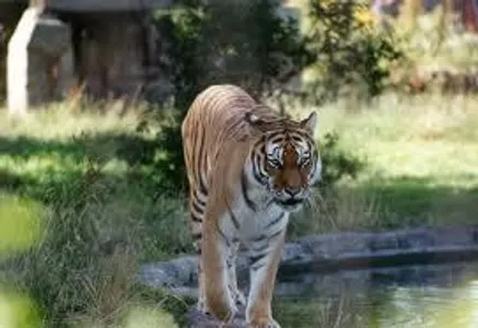What animal are you?? What animal are you??