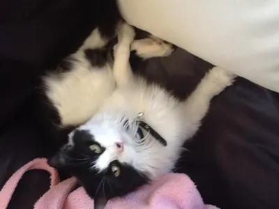 How much do you know of my cat? How much do you know of my cat?