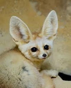 What kind of fox are you? What kind of fox are you?
