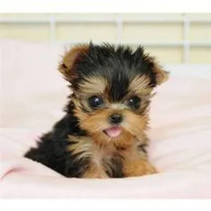 What Animal are you? (57)