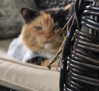 Spirit animal quiz (2)