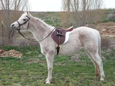 Riding Quiz