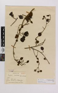 Test Your Botany Knowledge Test Your Botany Knowledge