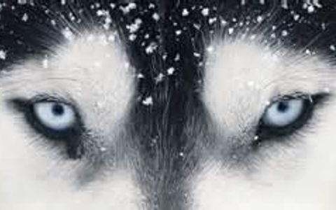 What rank are you in a wolf pack? (1) What rank are you in a wolf pack? (1)