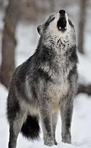 What rank are you in your wolf Pack?