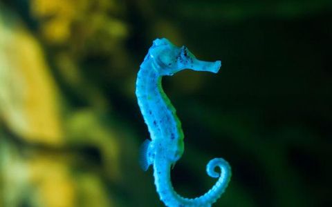 How much do you know animals? How much do you know animals?