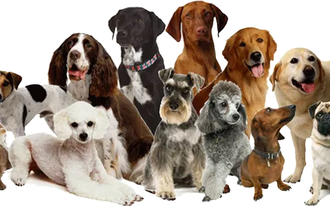 how much do you know about dogs? (1)