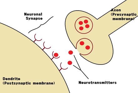 Neuroscience Quiz Neuroscience Quiz