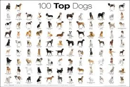 what dog breed are you? (4) what dog breed are you? (4)