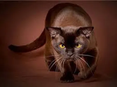 Are you a cat expert?